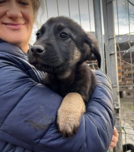 Mitchell a black and tan Romanian rescue dog | 1 Dog at a Time Rescue UK