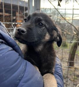 Mitchell a black and tan Romanian rescue dog | 1 Dog at a Time Rescue UK