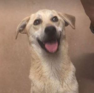 Mylie a faun colour Romanian rescue dog | 1 Dog at a Time Rescue UK