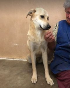 Mylie a faun colour Romanian rescue dog | 1 Dog at a Time Rescue UK