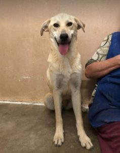 Mylie a faun colour Romanian rescue dog | 1 Dog at a Time Rescue UK