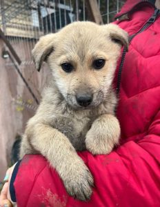 Mylie a faun colour Romanian rescue dog | 1 Dog at a Time Rescue UK