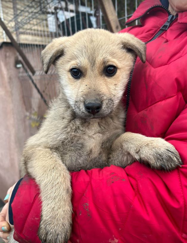 Mylie A Romanian Rescue Dog 1 Dog At A Time Rescue UK