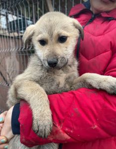 Mylie a faun colour Romanian rescue dog | 1 Dog at a Time Rescue UK