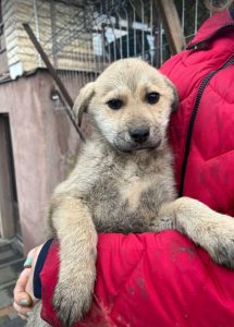 Mylie a faun colour Romanian rescue dog | 1 Dog at a Time Rescue UK