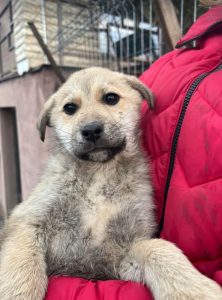 Mylie a faun colour Romanian rescue dog | 1 Dog at a Time Rescue UK