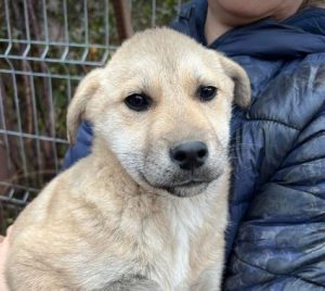 Mylie a faun colour Romanian rescue dog | 1 Dog at a Time Rescue UK