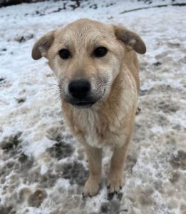 Mylie a faun colour Romanian rescue dog | 1 Dog at a Time Rescue UK