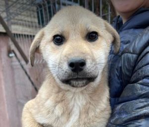 Mylie a faun colour Romanian rescue dog | 1 Dog at a Time Rescue UK