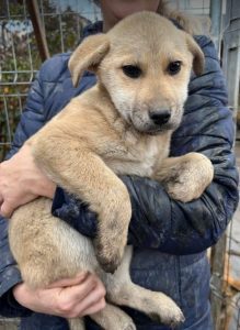 Mylie a faun colour Romanian rescue dog | 1 Dog at a Time Rescue UK