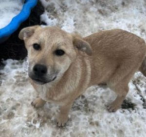 Mylie a faun colour Romanian rescue dog | 1 Dog at a Time Rescue UK