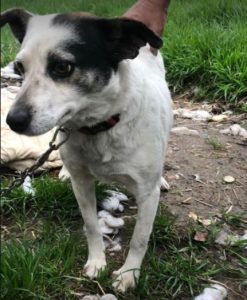 Nancy a black and white romanian rescue dog | 1 dog at a time rescue uk