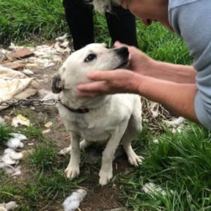 Nancy a black and white romanian rescue dog | 1 dog at a time rescue uk