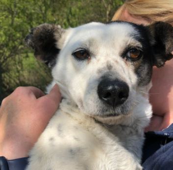 Nancy a black and white romanian rescue dog | 1 dog at a time rescue uk