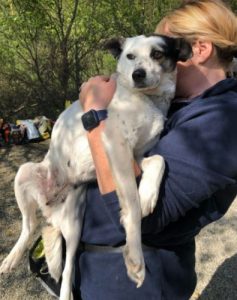 Nancy a black and white romanian rescue dog | 1 dog at a time rescue uk