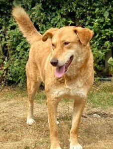Pollyanna a tan Romanian rescue dog | 1 Dog at a Time Rescue UK