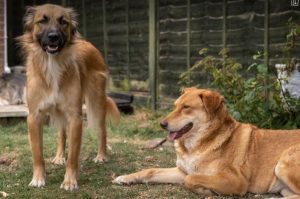Pollyanna a tan Romanian rescue dog | 1 Dog at a Time Rescue UK