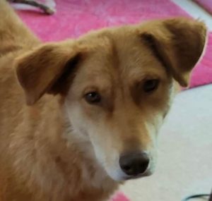 Pollyanna a tan Romanian rescue dog | 1 Dog at a Time Rescue UK