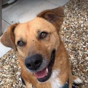 Sammy a tan and black Romanian rescue dog | 1 Dog at a Time rescue UK