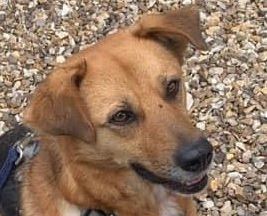 Sammy a tan and black Romanian rescue dog | 1 Dog at a Time rescue UK