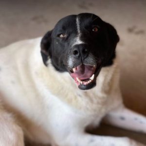 Shadow a black and white romanian rescue dog | 1 dog at a time rescue uk