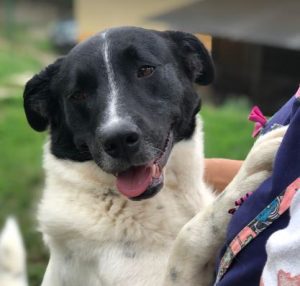 Shadow a black and white romanian rescue dog | 1 dog at a time rescue uk