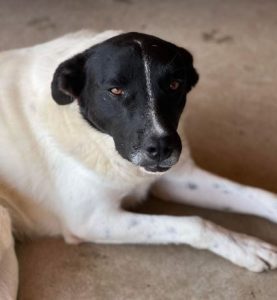 Shadow a black and white romanian rescue dog | 1 dog at a time rescue uk