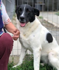 Shadow a black and white romanian rescue dog | 1 dog at a time rescue uk