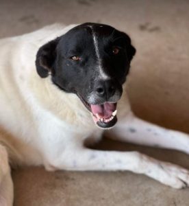 Shadow a black and white romanian rescue dog | 1 dog at a time rescue uk