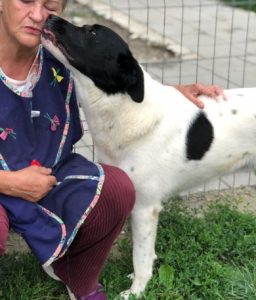 Shadow a black and white romanian rescue dog | 1 dog at a time rescue uk
