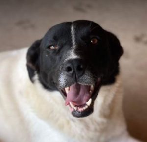 Shadow a black and white romanian rescue dog | 1 dog at a time rescue uk