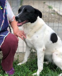Shadow a black and white romanian rescue dog | 1 dog at a time rescue uk