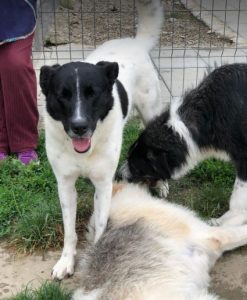 Shadow a black and white romanian rescue dog | 1 dog at a time rescue uk