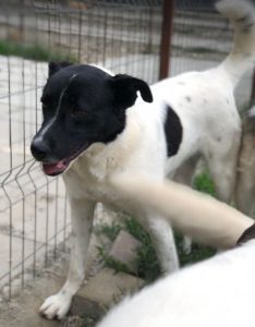 Shadow a black and white romanian rescue dog | 1 dog at a time rescue uk