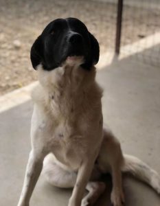 Shadow a black and white romanian rescue dog | 1 dog at a time rescue uk