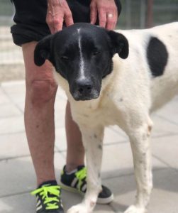 Shadow a black and white romanian rescue dog | 1 dog at a time rescue uk