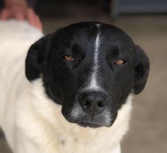 Shadow a black and white rescue dog 9_1 dog at a time rescue UK Shadow a black and white romanian rescue dog | 1 dog at a time rescue uk