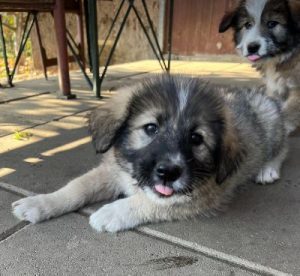 Shelby a grey and black romanian rescue dog | 1 dog at a time rescue uk