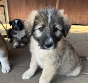 Shelby a grey and black romanian rescue dog | 1 dog at a time rescue uk