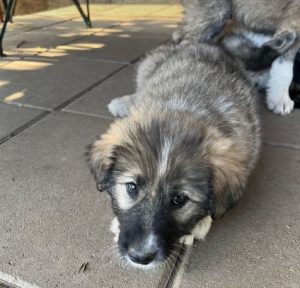 Shelby a grey and black romanian rescue dog | 1 dog at a time rescue uk