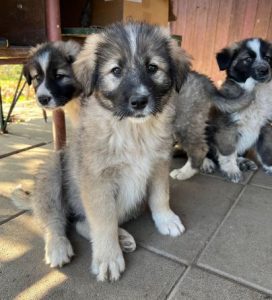 Shelby a grey and black romanian rescue dog | 1 dog at a time rescue uk