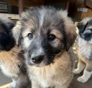 Shelby a grey and black romanian rescue dog | 1 dog at a time rescue uk