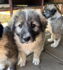 Shelby a grey and black romanian rescue dog | 1 dog at a time rescue uk