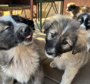 Shelby a grey and black romanian rescue dog | 1 dog at a time rescue uk