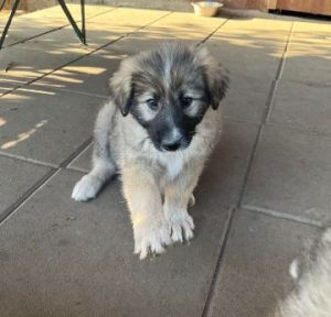 Shelby a grey and black romanian rescue dog | 1 dog at a time rescue uk