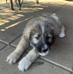 Shelby a grey and black romanian rescue dog | 1 dog at a time rescue uk