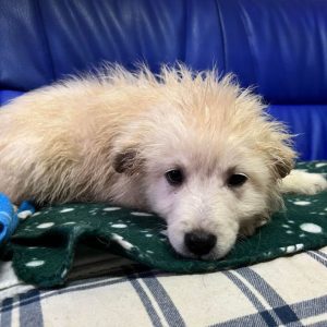 Simba a cream coloured Romanian rescue dog | 1 Dog at a Time Rescue UK
