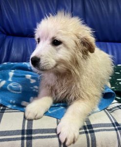 Simba a cream coloured Romanian rescue dog | 1 Dog at a Time Rescue UK