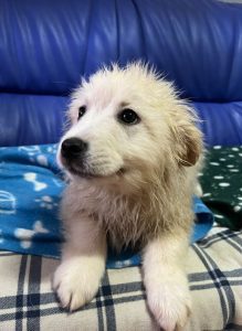 Simba a cream coloured Romanian rescue dog | 1 Dog at a Time Rescue UK