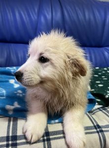 Simba a cream coloured Romanian rescue dog | 1 Dog at a Time Rescue UK